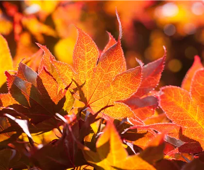 Acer palmatum 'Fireglow' Acer palmatum 'Fireglow'