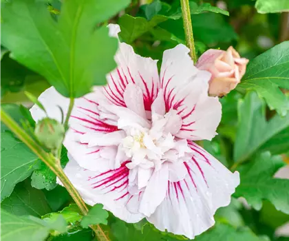 Hibiscus syriacus 'Starburst Chiffon'