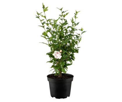 Hibiscus syriacus 'Starburst Chiffon' Hibiscus syriacus 'Starburst Chiffon'