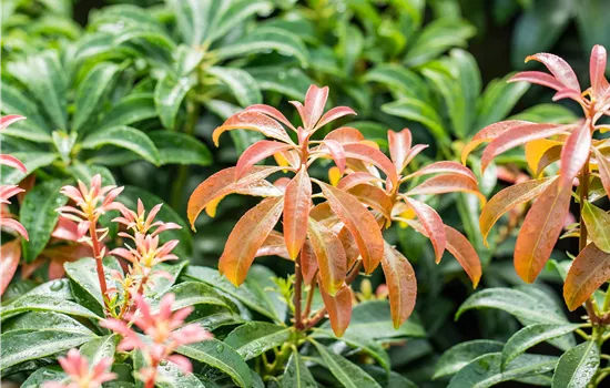 Pieris japonica 'Bonfire'  Pieris japonica 'Bonfire'