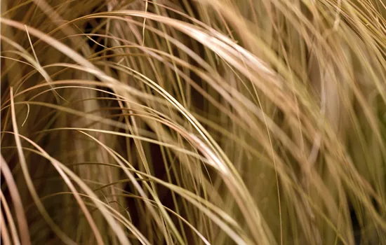 Carex comans 'Milk Chocolate'