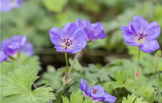Geranium wallichianum 'Rozanne' 
