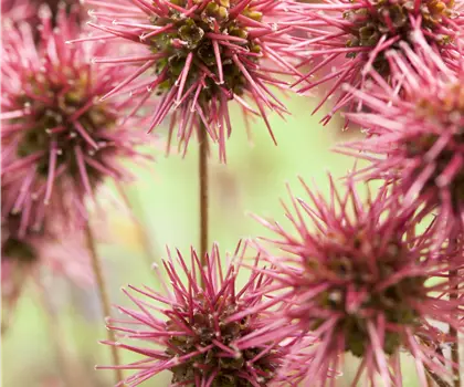 Acaena microphylla 'Kupferteppich' 