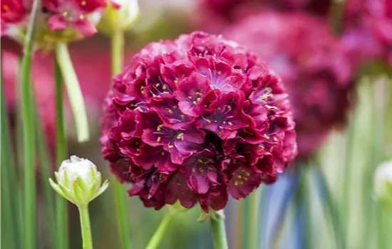Armeria pseudarmeria 'Ballerina Red' 