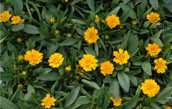 Coreopsis grandiflora 'Early Sunrise' 