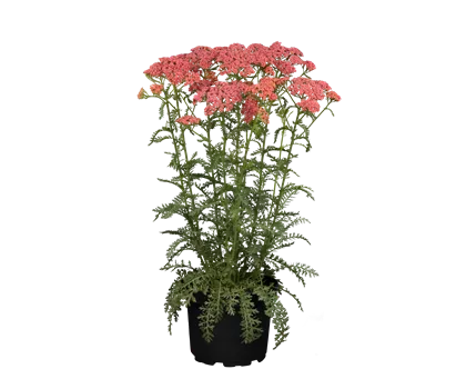 Achillea millefolium 'Tutti Frutti Apricot Delight' 