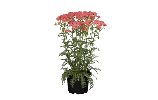 Achillea millefolium 'Tutti Frutti Apricot Delight' 