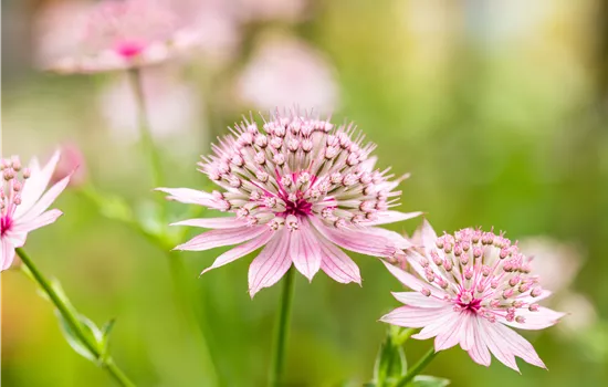 Astrantia major 'Roma' 
