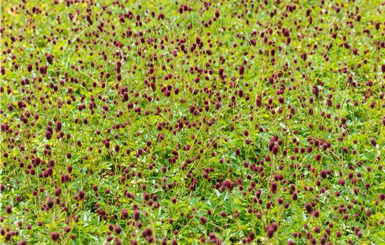 Sanguisorba officinalis 'Tanna' 