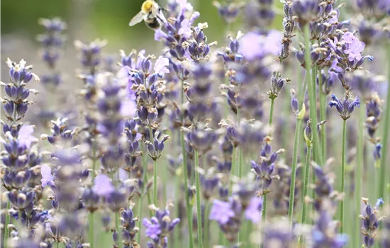 Lavandula angustifolia 'Munstead' 