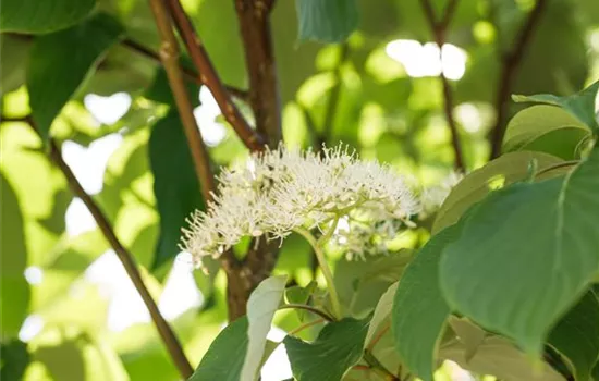 Cornus sericea 'Flaviramea' Cornus sericea 'Flaviramea'