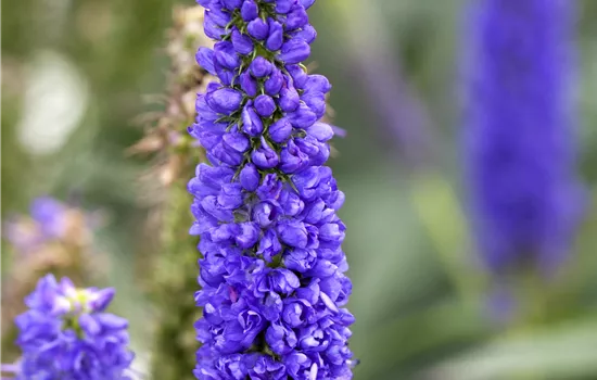 Veronica spicata 'Royal Candles' 