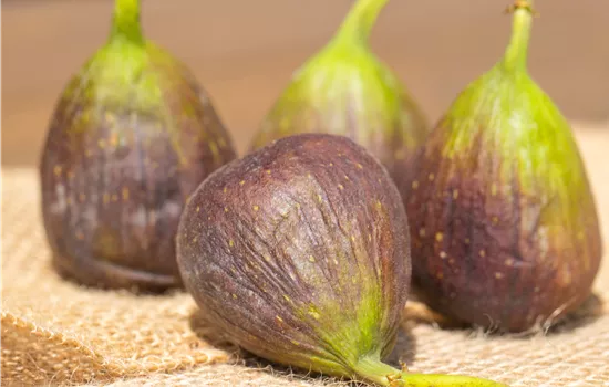 Ficus carica 'Little Miss Figgy' 