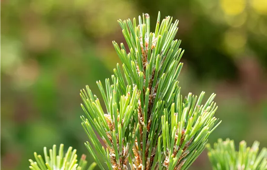 Pinus mugo 'Columbo' 