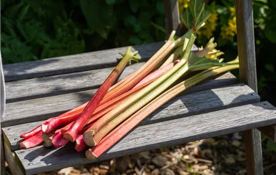 Rheum rhabarbarum 'Fulton's Strawberry Surprise' 