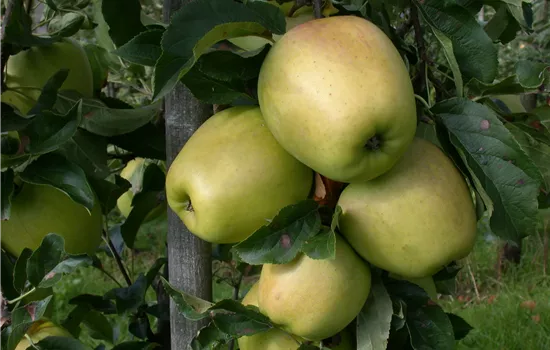 Malus domestica 'Weißer Winterglockenapfel' 