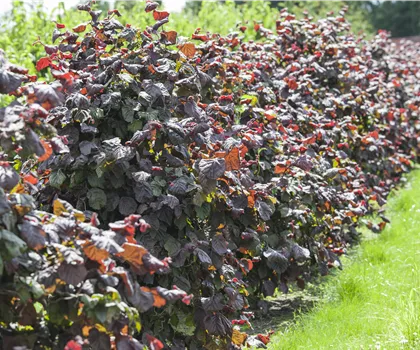 Corylus avellana 'Rotblättrige Zellernuss' 
