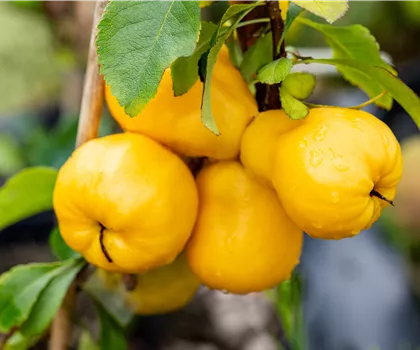 Chaenomeles 'Cido'  Chaenomeles 'Cido'