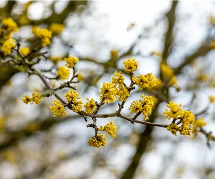 Cornus mas 'Golden Glory' 