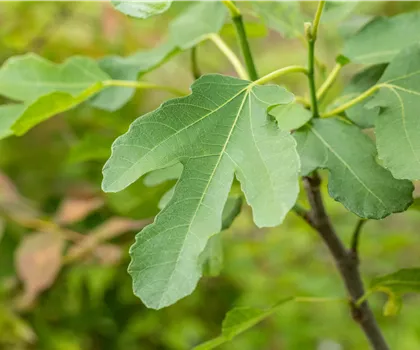 Ficus carica 'Brown Turkey'