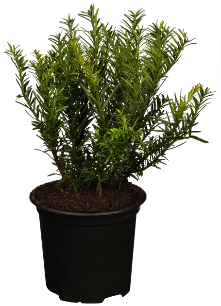 Taxus baccata 'Renke's Kleiner Grner'