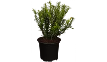 thuja brabant 100-125 Thuja 