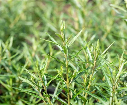 Hippophae rhamnoides 'Friesdorfer Orange'