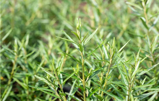 Hippophae rhamnoides 'Friesdorfer Orange' Hippophae rhamnoides 'Friesdorfer Orange'