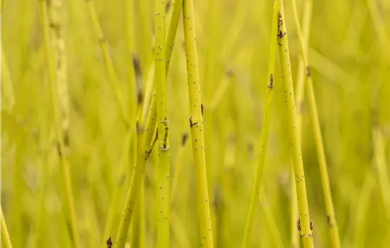 Cornus sericea 'Flaviramea' Cornus sericea 'Flaviramea'