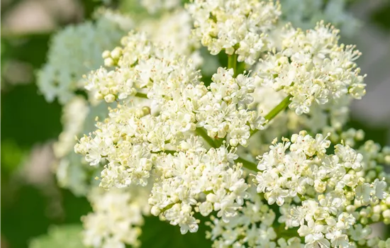 Viburnum dentatum 'Blue Muffin' Viburnum dentatum 'Blue Muffin'