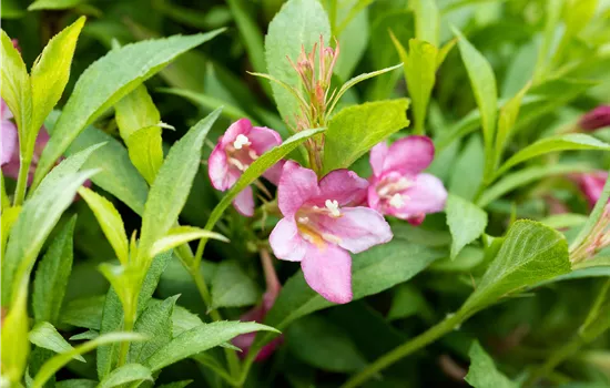 Weigela florida 'Picobella Rosa' Weigela florida 'Picobella Rosa'