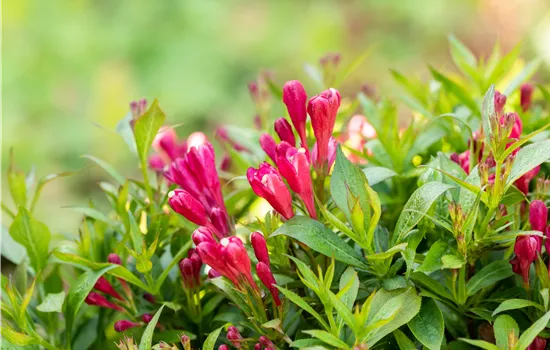 Weigela 'Picobella Rosso' Weigela 'Picobella Rosso'