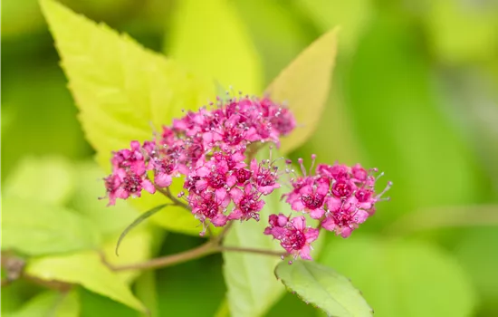 Spiraea japonica 'Magic Carpet' Spiraea japonica 'Magic Carpet'
