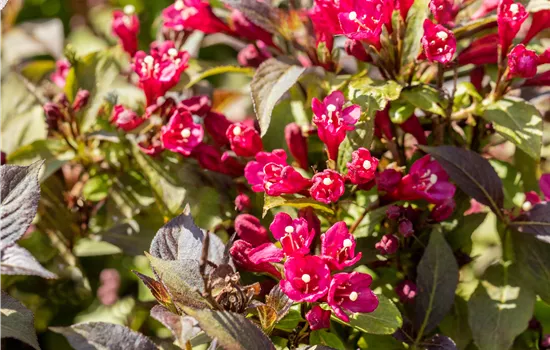 Weigela florida 'Minor Black'
