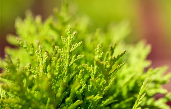 Thuja occidentalis 'Little Giant' Thuja occidentalis 'Little Giant'