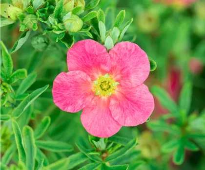 Potentilla fruticosa 'Bellissima'