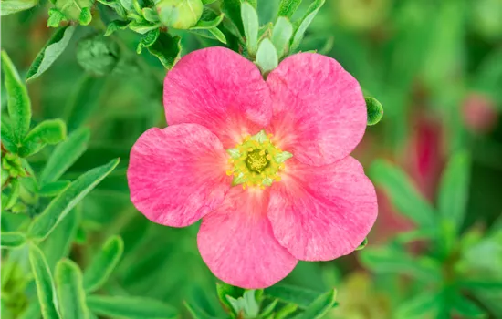 Potentilla fruticosa 'Bellissima' Potentilla fruticosa 'Bellissima'