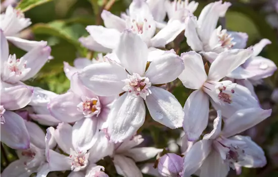 Deutzia hybrida 'Mont Rose' 
