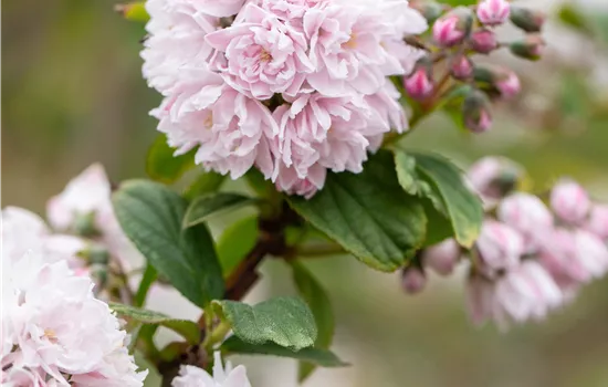 Deutzia scabra 'Pink Pom-Pom' Deutzia scabra 'Pink Pom-Pom'