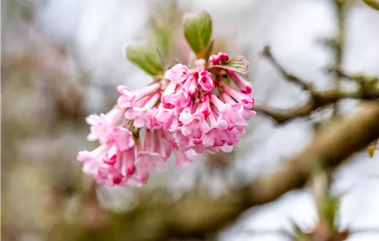 Viburnum bodnantense 'Dawn' Viburnum bodnantense 'Dawn'