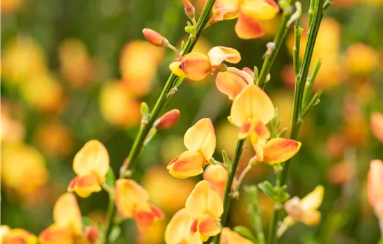Cytisus scoparius 'Apricot Gem'