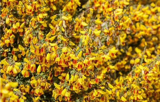 Cytisus scoparius 'Dragonfly'