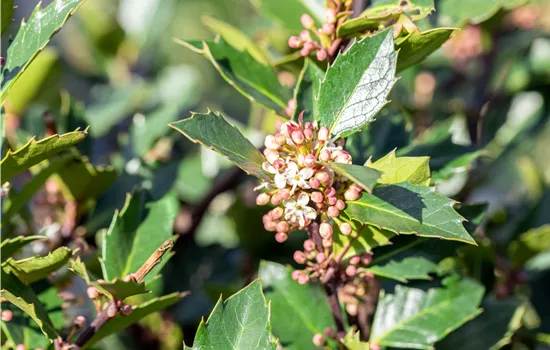 Ilex meserveae 'Heckenblau' Ilex meserveae 'Heckenblau'