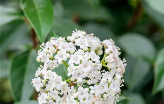 Viburnum tinus 'Eve Price' Viburnum tinus 'Eve Price'