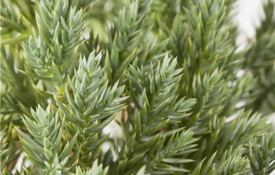 Juniperus squamata 'Blue Star' Juniperus squamata 'Blue Star'