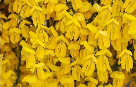 Cytisus scoparius 'Golden Sunlight'