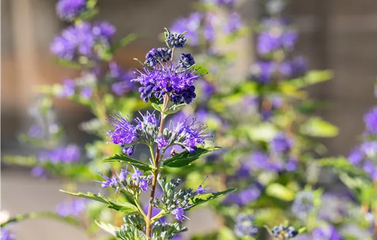 Caryopteris clandonensis 'Dark Knight' Caryopteris clandonensis 'Dark Knight'