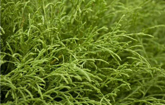 Thuja occidentalis 'Mr. Bowling Ball' Thuja occidentalis 'Mr. Bowling Ball'