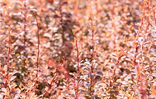 Berberis thunbergii 'Rose Glow' Berberis thunbergii 'Rose Glow'