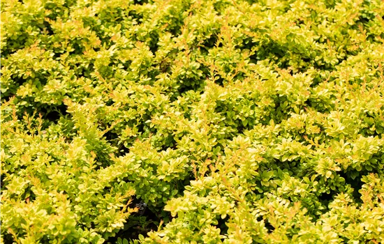 Berberis thunbergii 'Sunsation' Berberis thunbergii 'Sunsation'